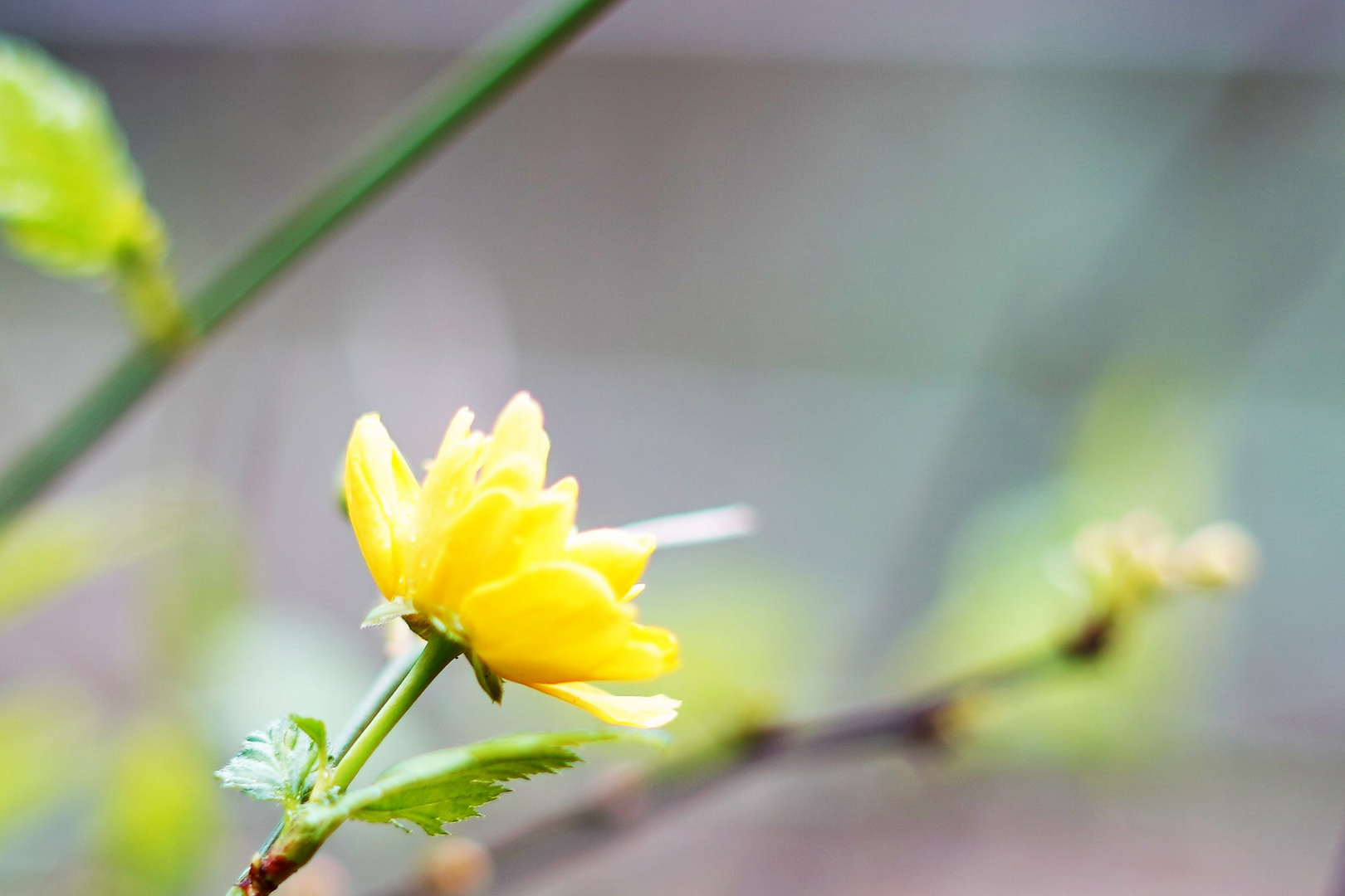 Vielen Dank für die Blume