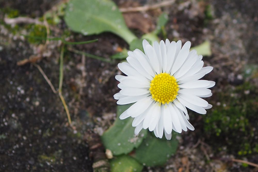 Vielen dank für die Blume Foto & Bild | reportage dokumentation