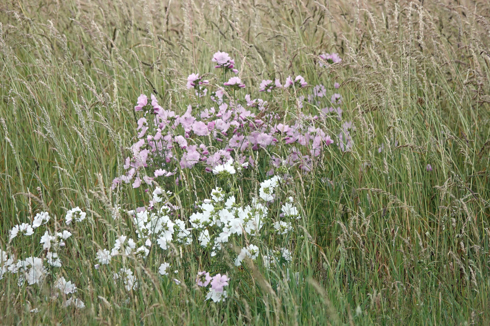 Vielen Dank für die Blumen