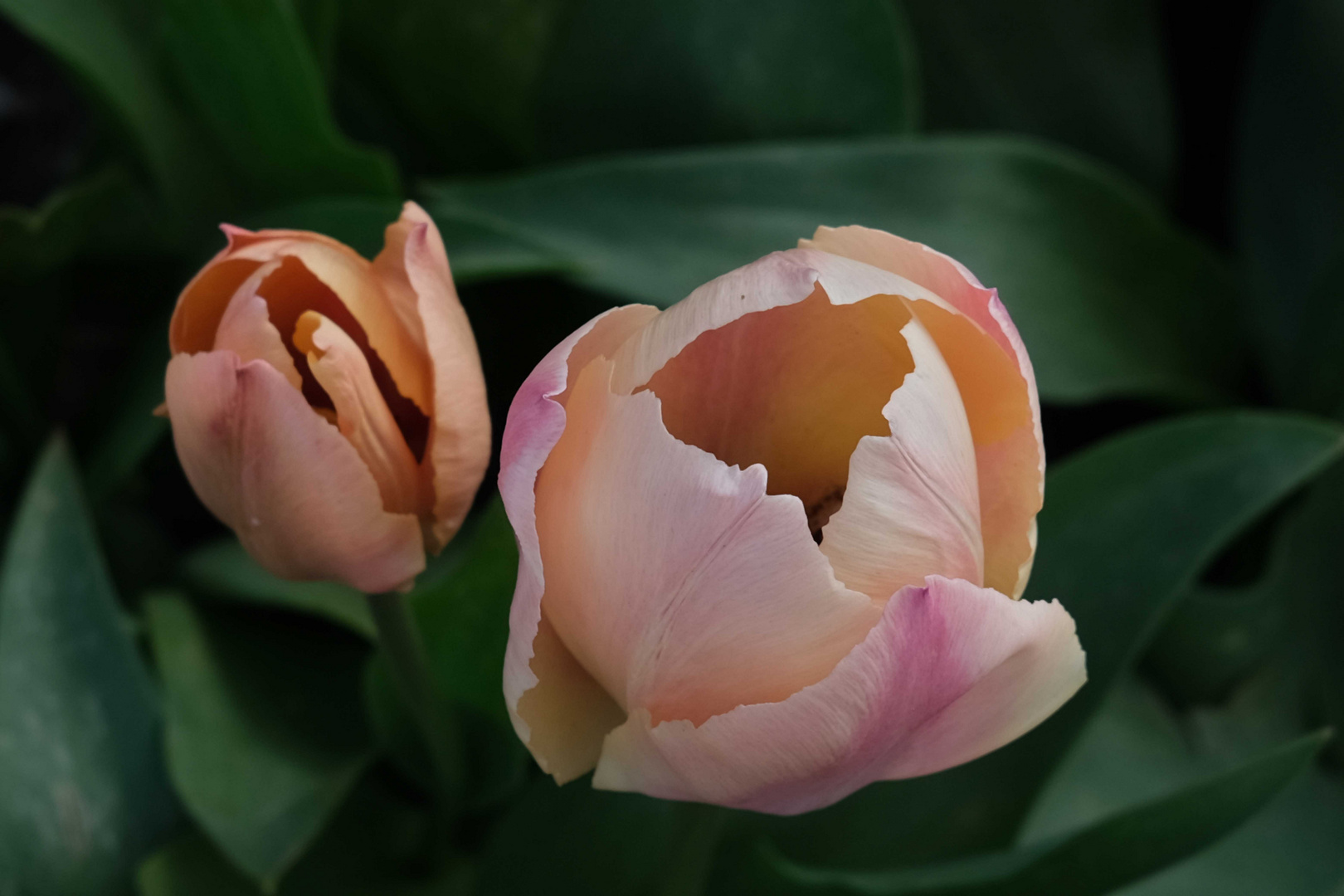 Vielen Dank für die Blumen