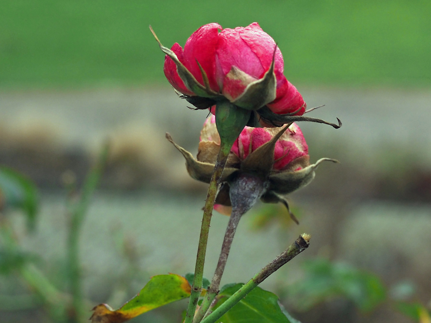 Vielen Dank für die Blumen