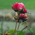 Vielen Dank für die Blumen