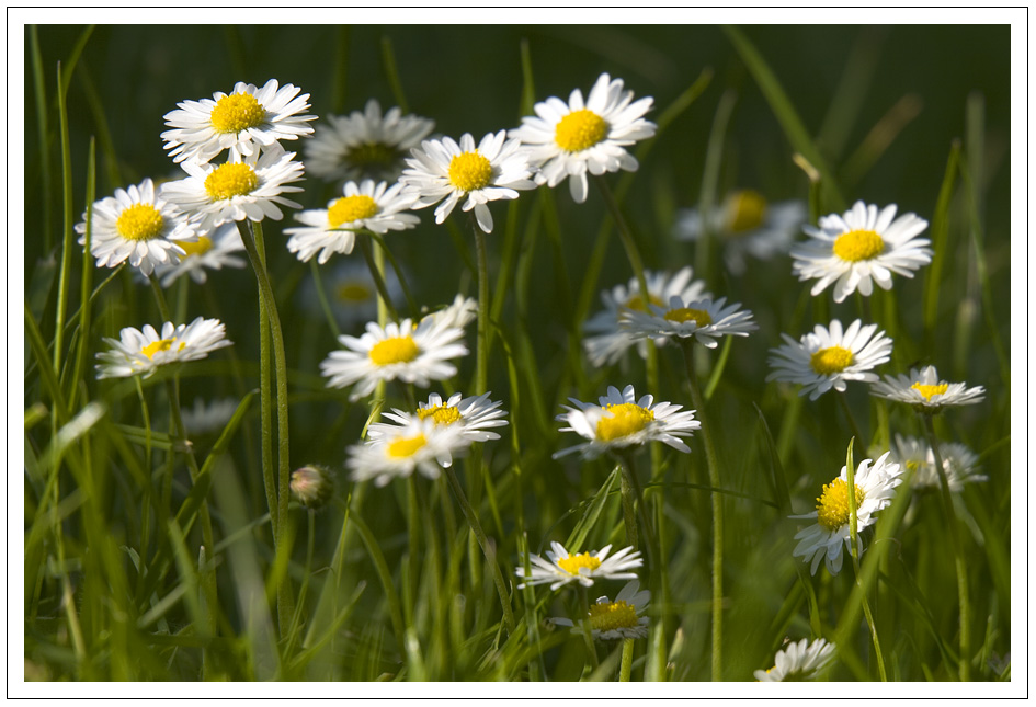 Vielen Dank für die Blumen...