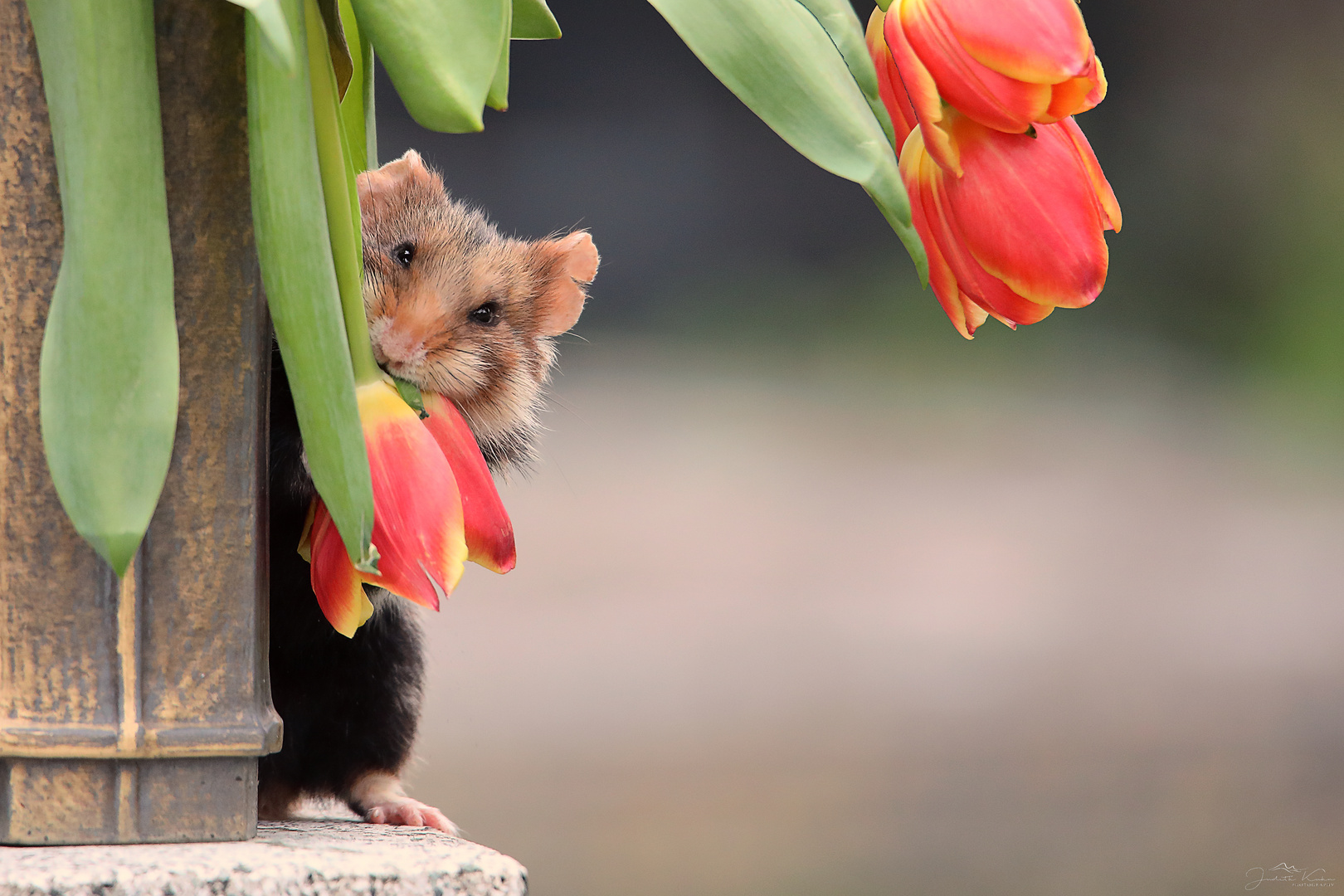 vielen Dank für die Blumen