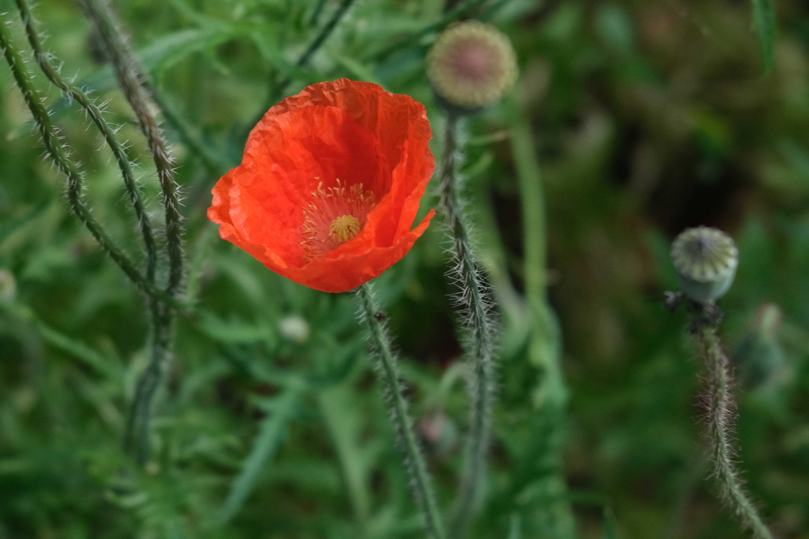 Vielen Dank für die Blumen