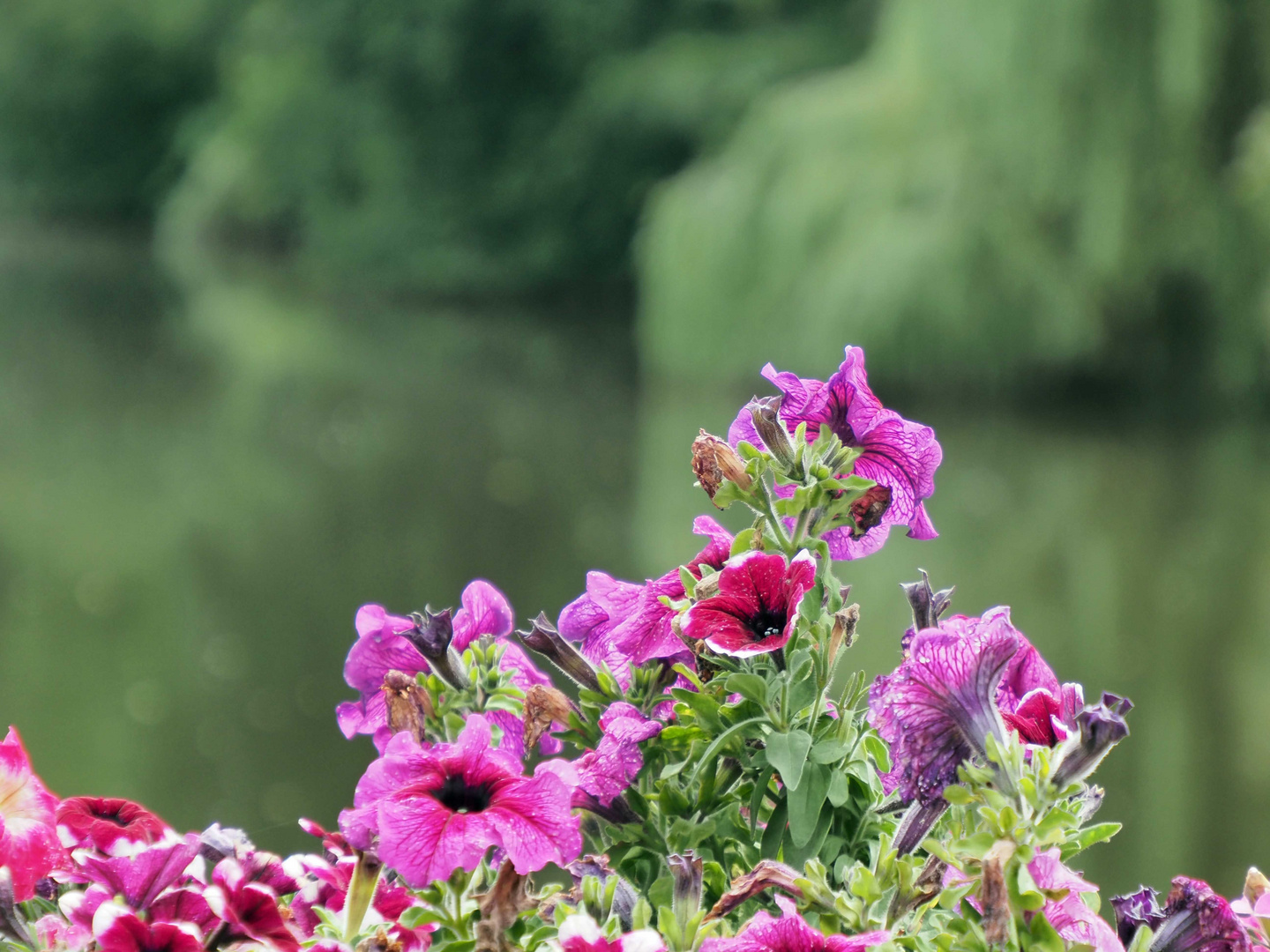 Vielen Dank für die Blumen