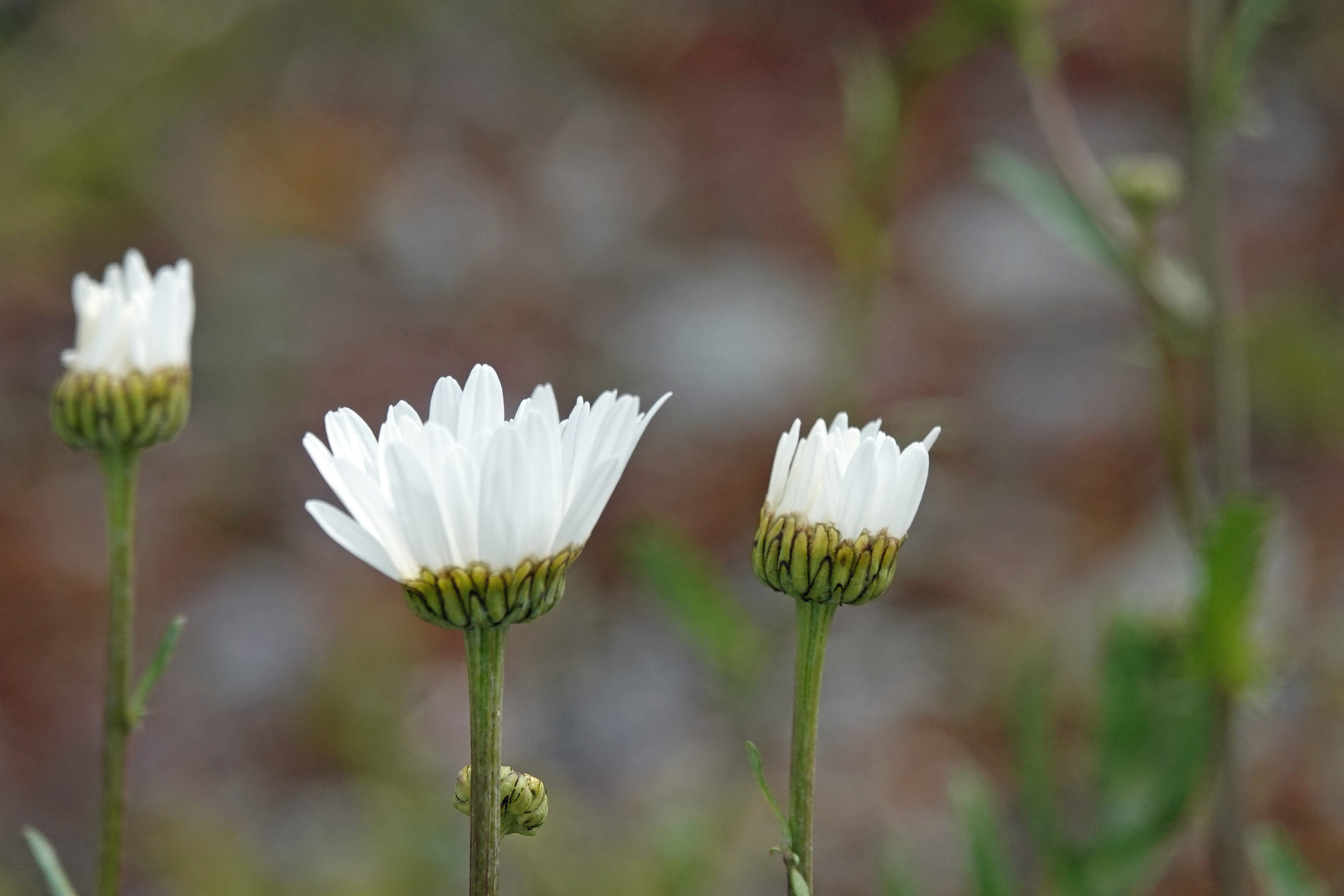 Vielen Dank für die Blumen-gegen den CoronaBLUES