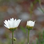 Vielen Dank für die Blumen-gegen den CoronaBLUES