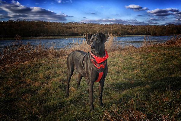 Vielen Dank, liebe Fotofreunde....