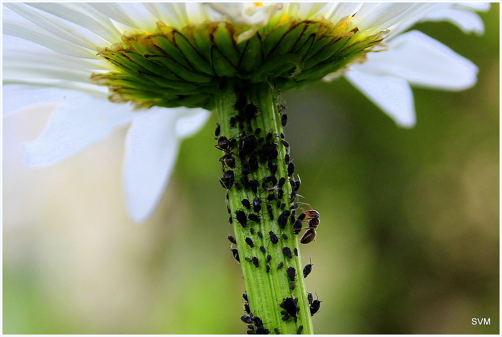 Vielfälltiges Leben an einem Margeritenstengel