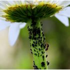 Vielfälltiges Leben an einem Margeritenstengel