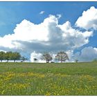 Vielfältig die Farben im Frühling