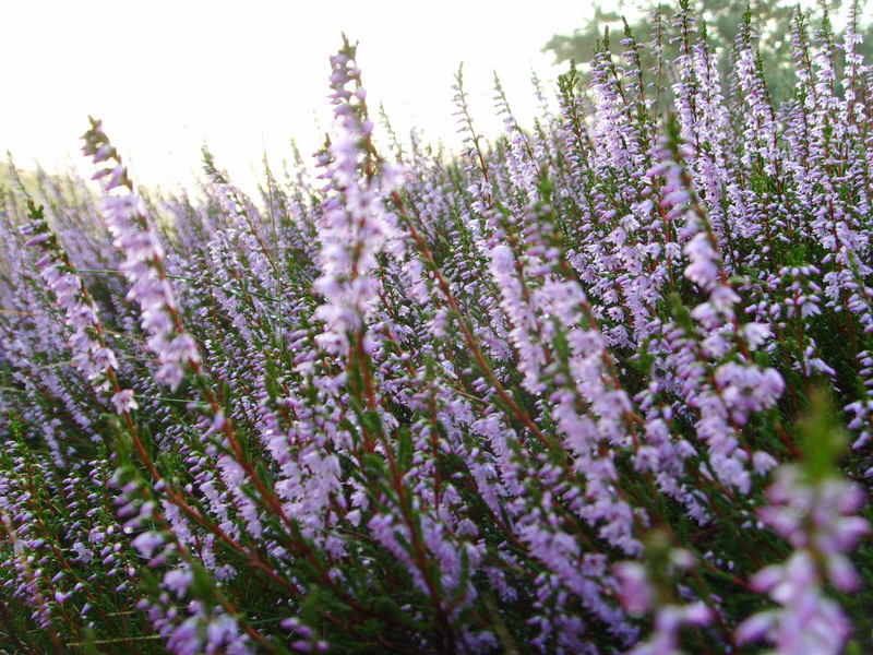 Vielfältige Lüneburger Heide