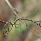 vielfältige Strukturen der Natur im Winter