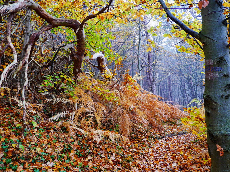 Vielfältiger Herbst...