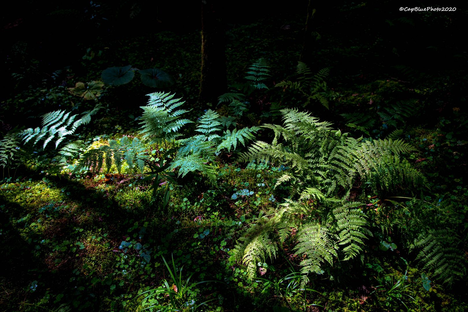 Vielfalt der Farne im Wald von Seewald-Schernbach