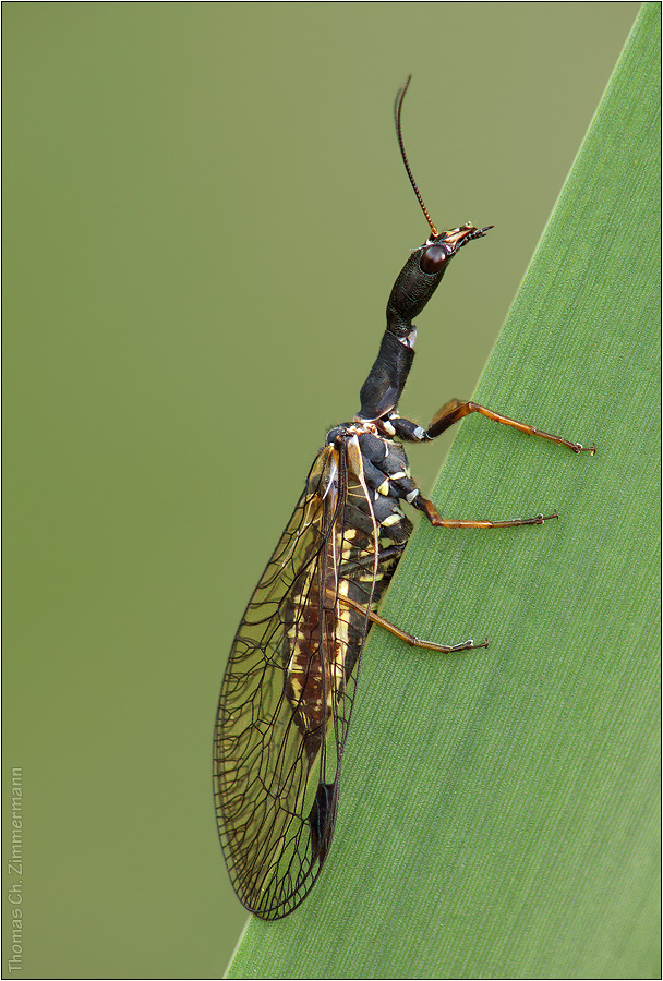 Vielfalt der Insekten