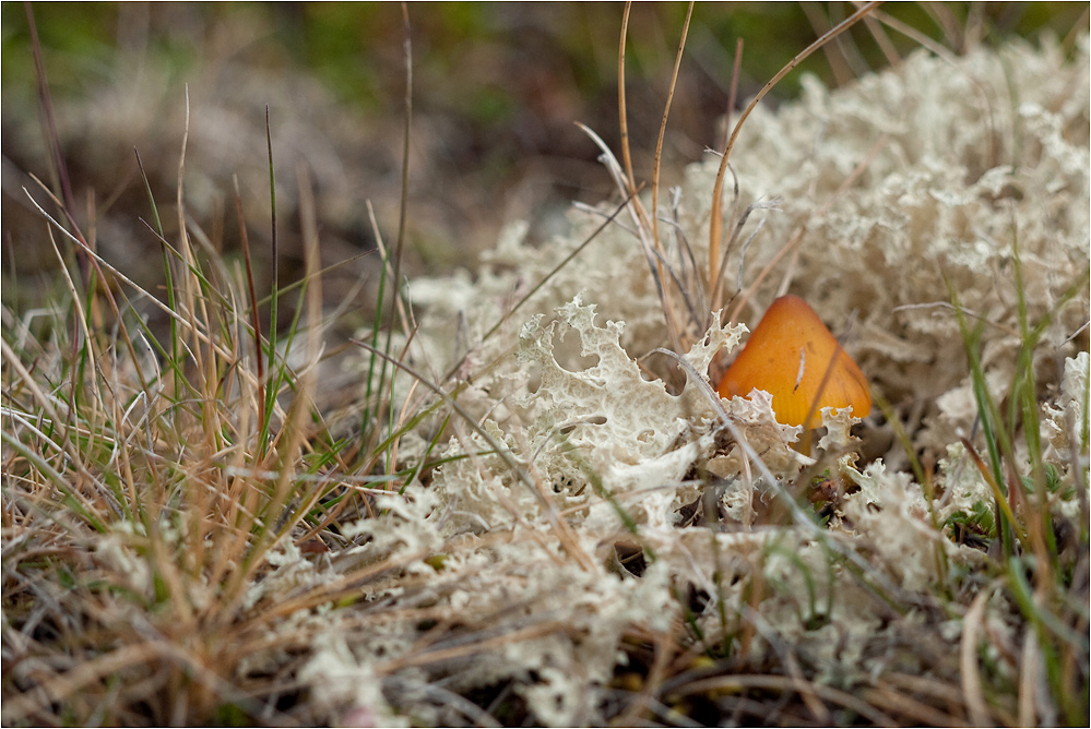 Vielfalt der isländischen Natur...