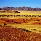 Vielfalt der Namib