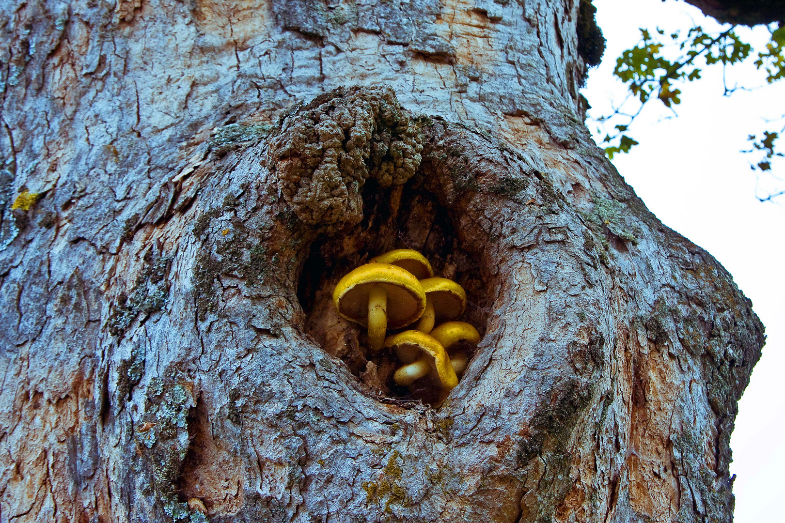 Vielfalt der Natur