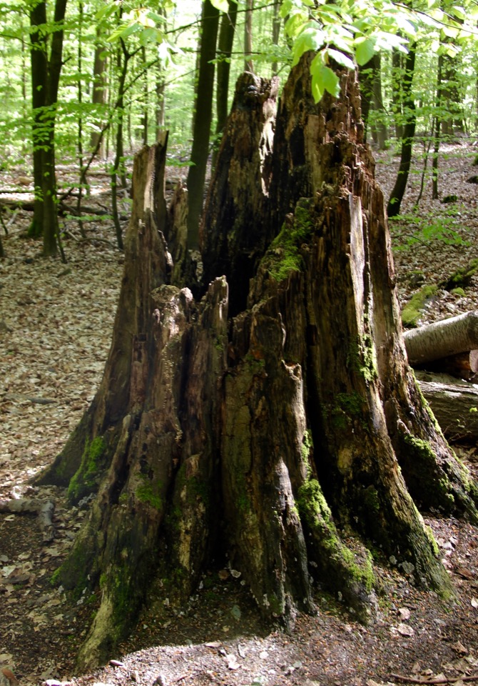 Vielfalt der Natur Foto Bild jahreszeiten fr hling Vielfalt der Natur Foto Bild jahreszeiten fr hling
