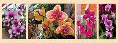 Vielfalt der Orchideen