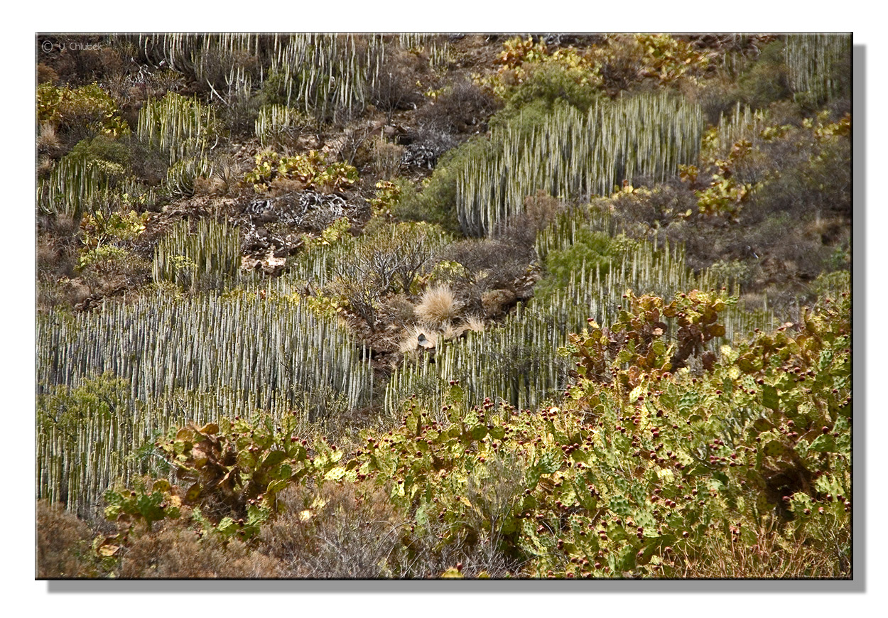 vielfalt der trockenvegetation