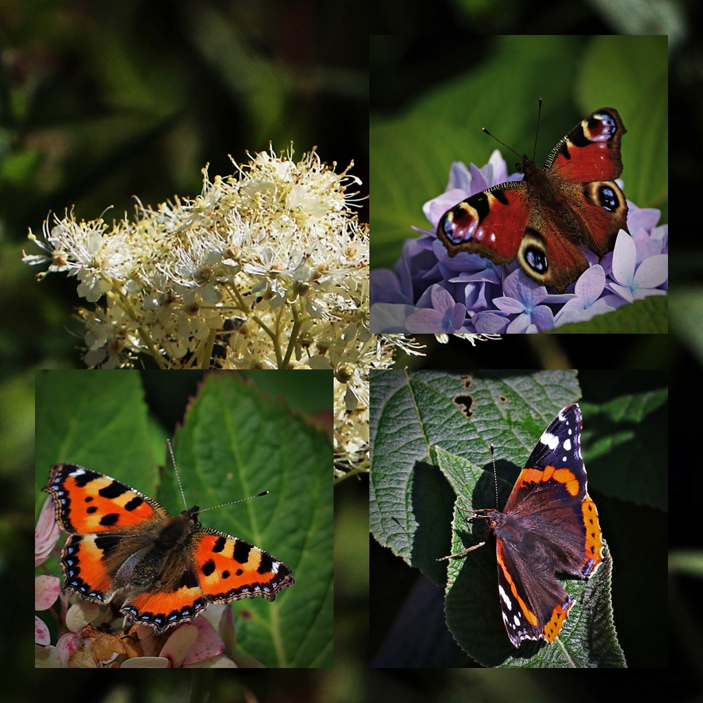 Vielfalt Foto Bild natur tiere falter Bilder auf Vielfalt Foto Bild natur tiere falter Bilder auf