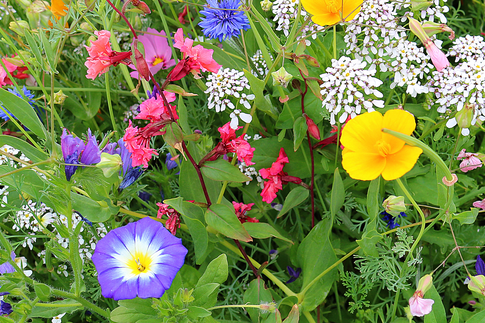 Vielfalt im Garten