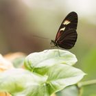 Vielfalt im Schmetterlingshaus