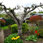 Vielfalt im Schrebergarten