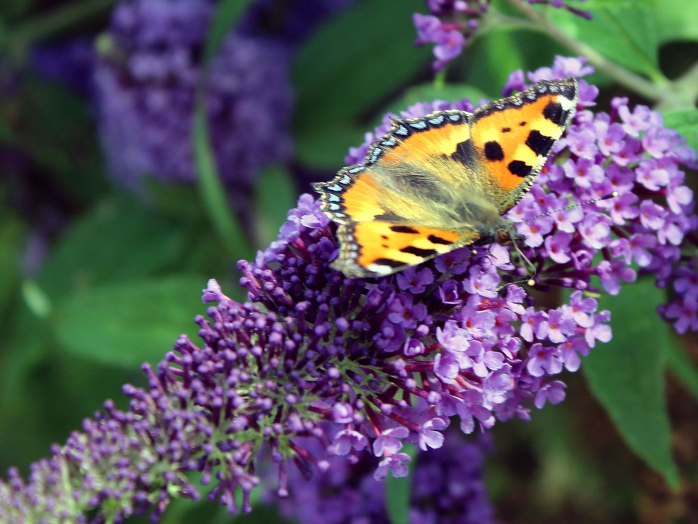 Vielfalt ist angesagt im Sommerflieder