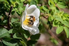 Vielfalt ist einfach besser als wenn es nur eine Blume und Unkraut gibt