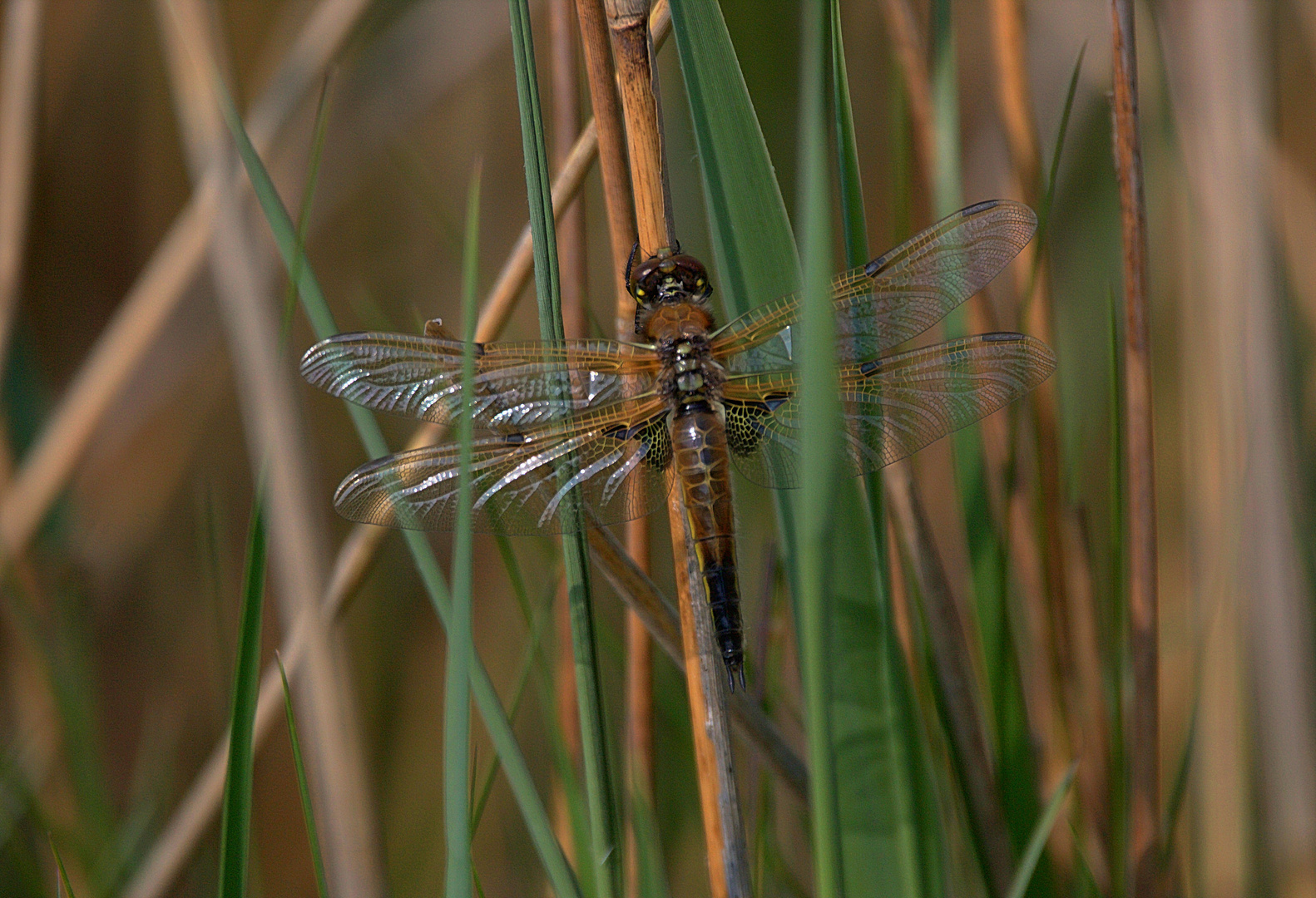 Vielflecklibelle.