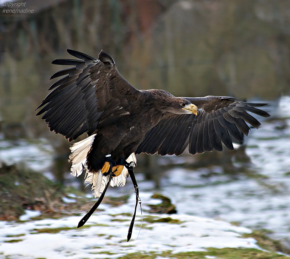 Vielflieger