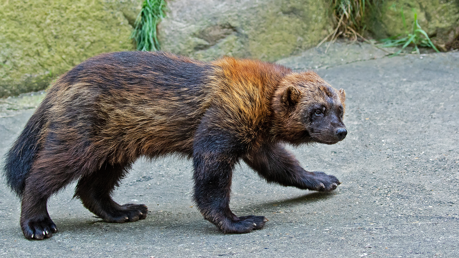 Vielfraß 001 Foto & Bild | tiere, zoo, wildpark & falknerei, säugetiere