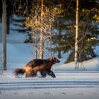 Vielfraß durchstreift finnische Wildnis