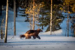 Vielfraß durchstreift finnische Wildnis