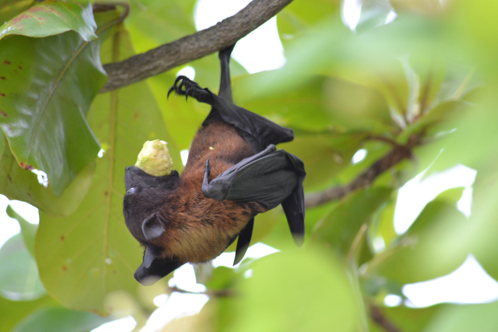 Vielfraß Fledermaus