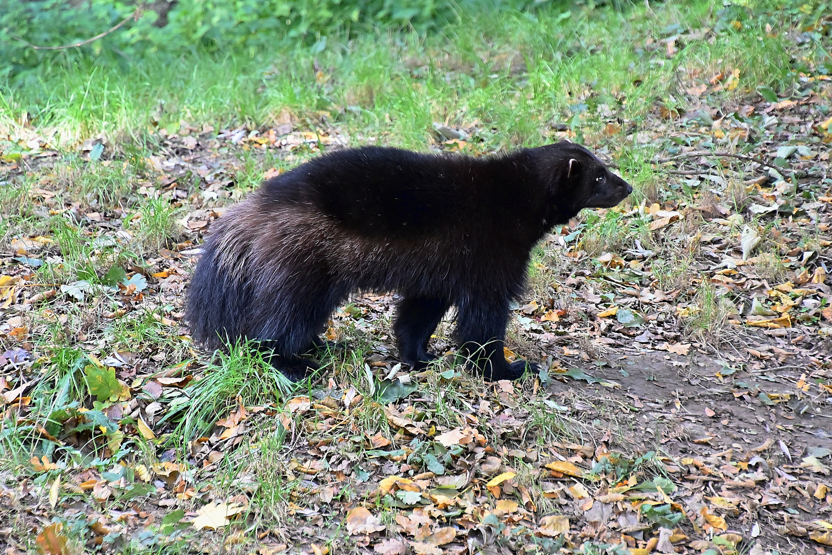 Vielfraß (Gulo gulo)