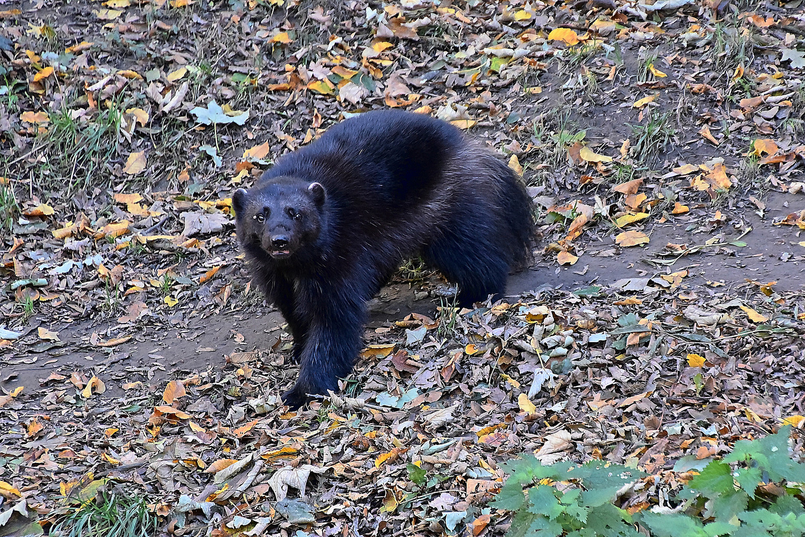 Vielfraß (Gulo gulo)