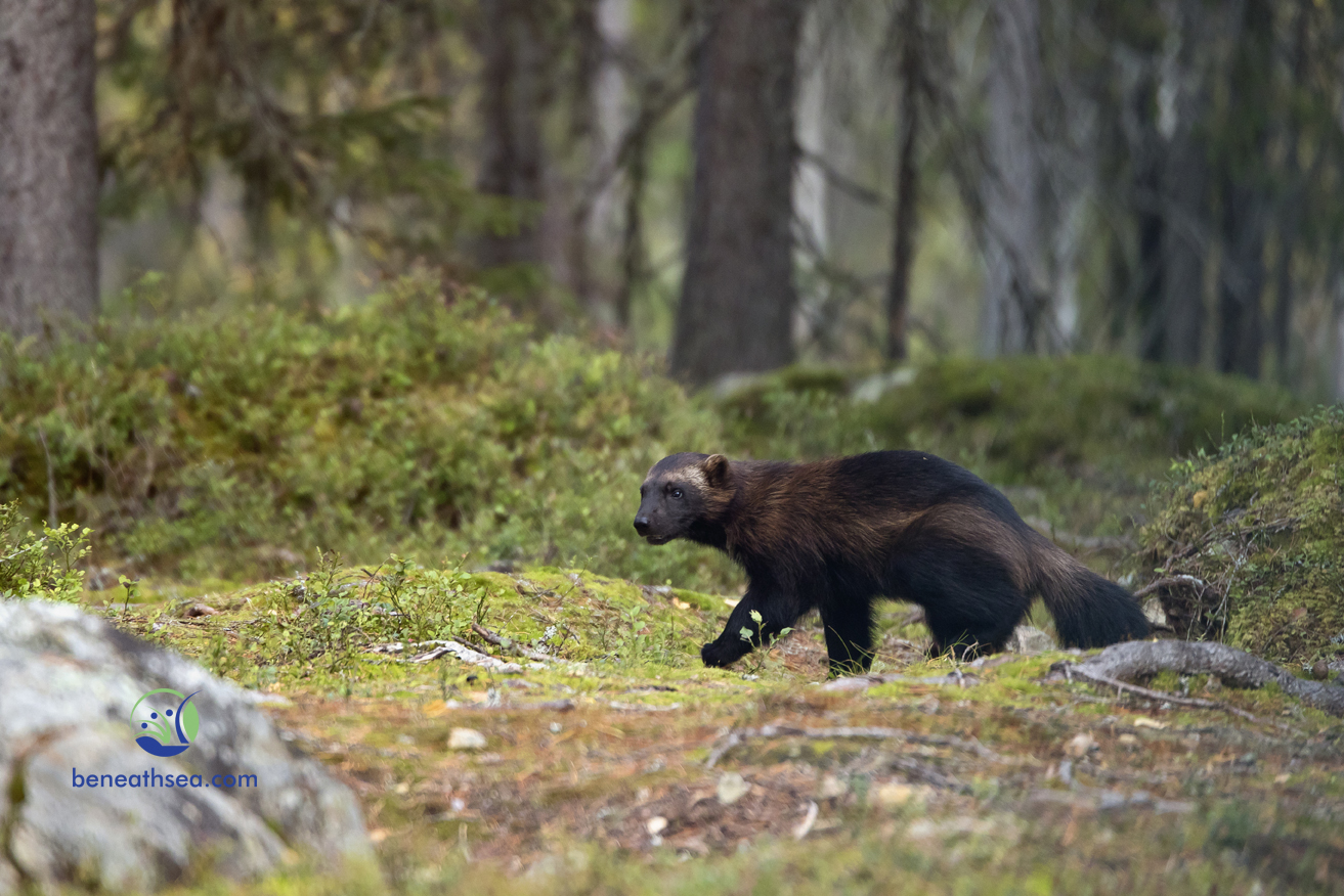 Vielfraß in der finnischen Taiga