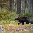 Vielfraß in der finnischen Taiga