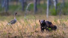 Vielfraß trifft seltene Waldsaatgans