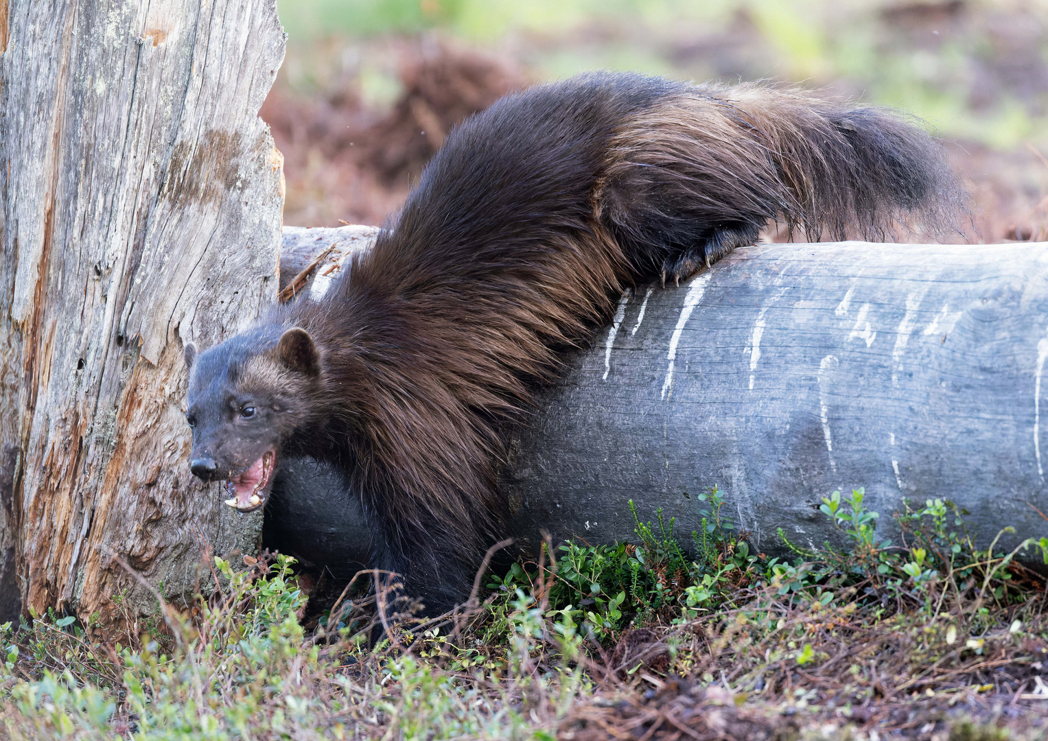 Vielfrass (Wolverine)