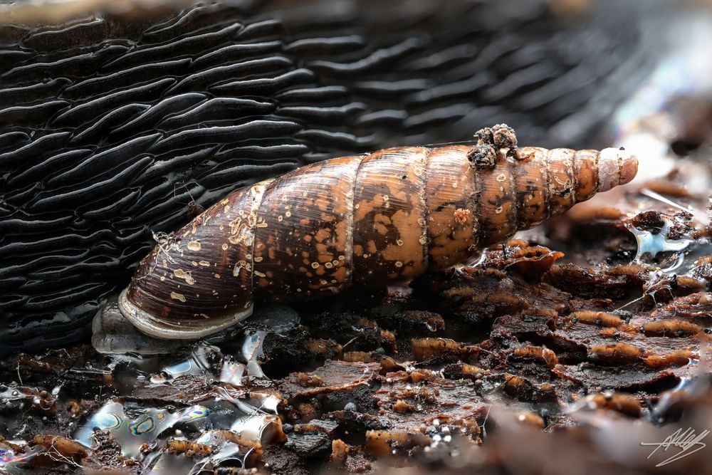 Vielfraßschnecke (Enidae)