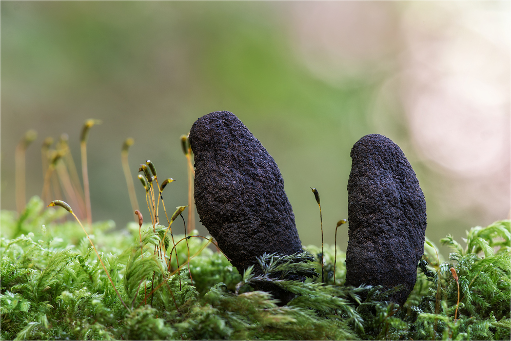 Vielgestaltige Holzkeule (Xylaria polymorpha) #2