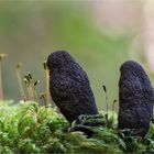 Vielgestaltige Holzkeule (Xylaria polymorpha) #2