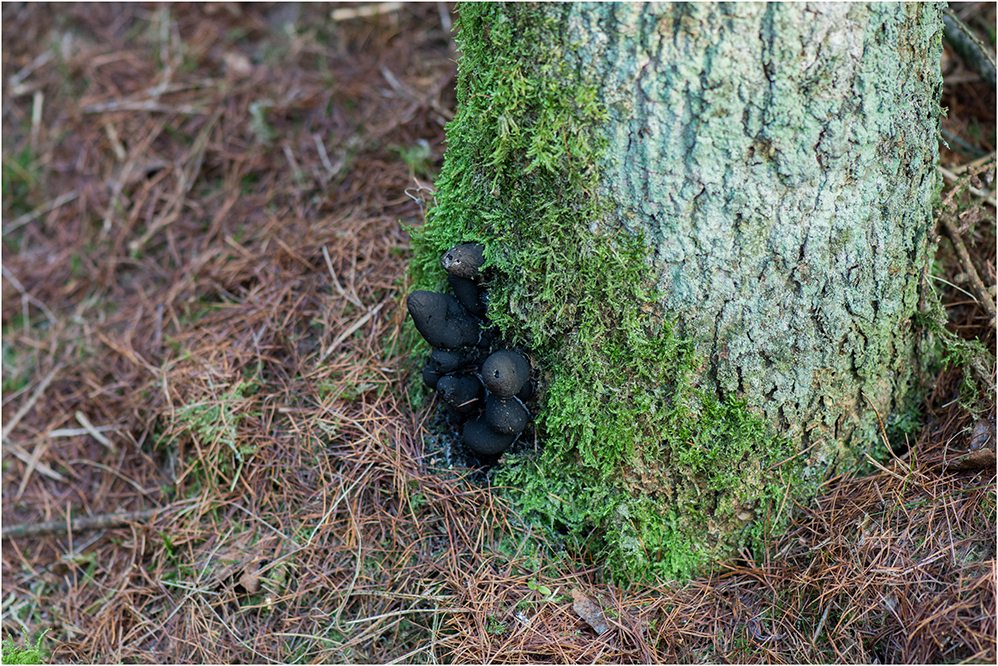 Vielgestaltige Holzkeule (Xylaria polymorpha) #4