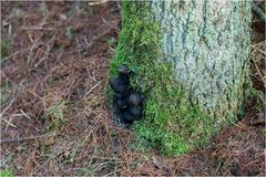 Vielgestaltige Holzkeule (Xylaria polymorpha) #4